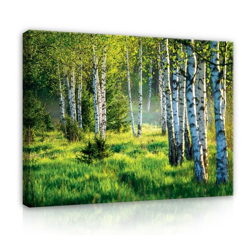 Wald natur landschaft - wald,